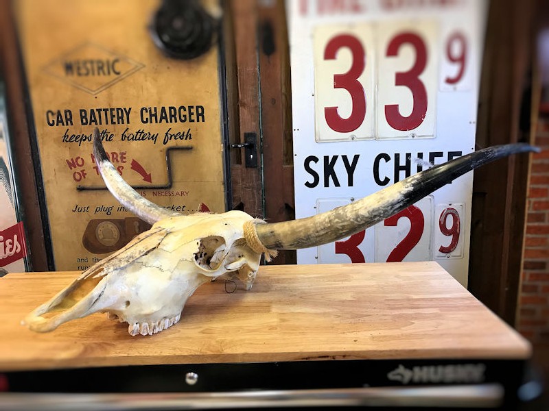 Original cattle skull and horns